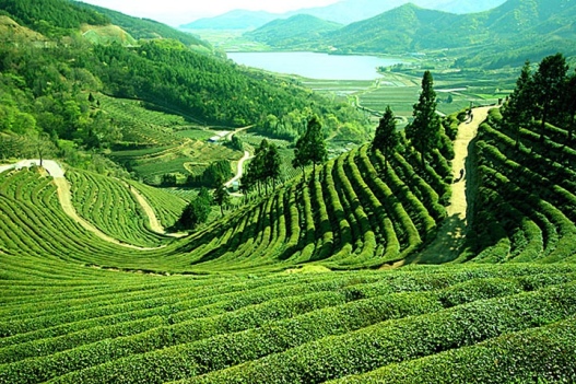 Darjeeling tea gardens